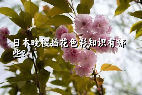 日本晚樱插花色彩知识有哪些？