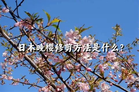 日本晚樱修剪方法是什么？