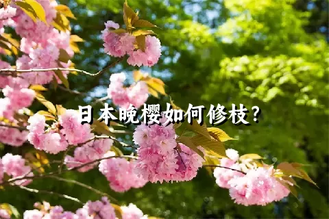 日本晚樱如何修枝？