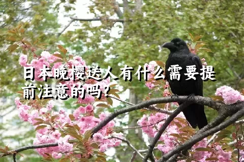 日本晚樱送人有什么需要提前注意的吗？