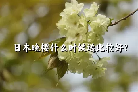 日本晚樱什么时候送比较好？