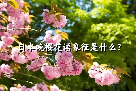 日本晚樱花语象征是什么？
