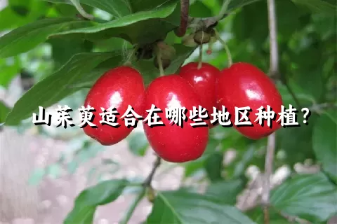 山茱萸适合在哪些地区种植？