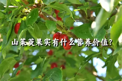 山茱萸果实有什么营养价值？