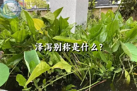 泽泻别称是什么？