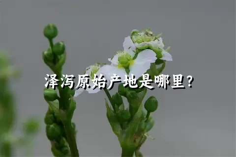 泽泻原始产地是哪里？
