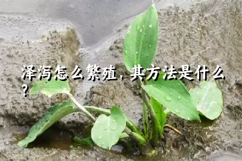 泽泻怎么繁殖，其方法是什么？