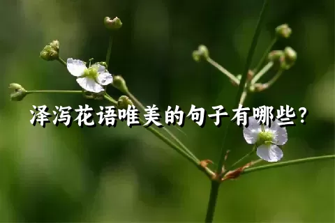 泽泻花语唯美的句子有哪些？
