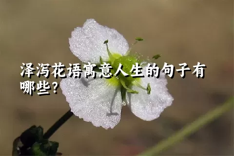 泽泻花语寓意人生的句子有哪些？
