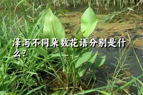 泽泻不同朵数花语分别是什么？