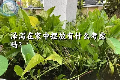 泽泻在家中摆放有什么考虑吗？