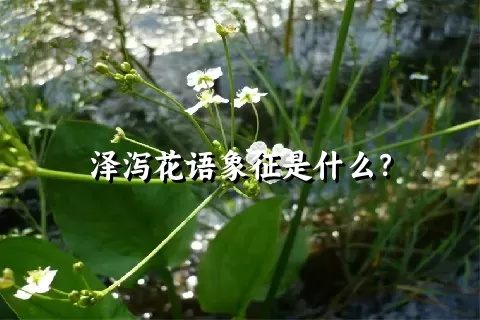 泽泻花语象征是什么？