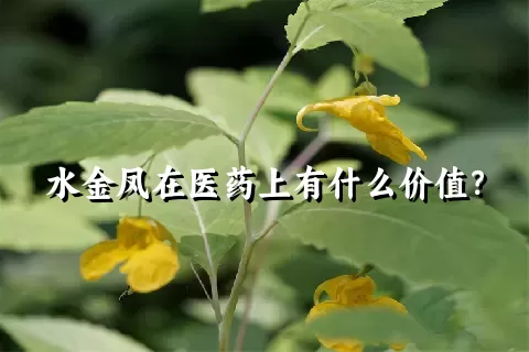 水金凤在医药上有什么价值？