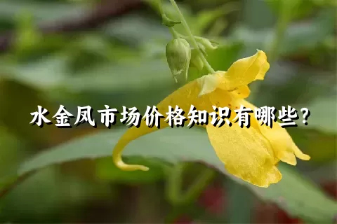 水金凤市场价格知识有哪些？