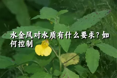 水金凤对水质有什么要求？如何控制