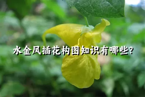 水金凤插花构图知识有哪些？