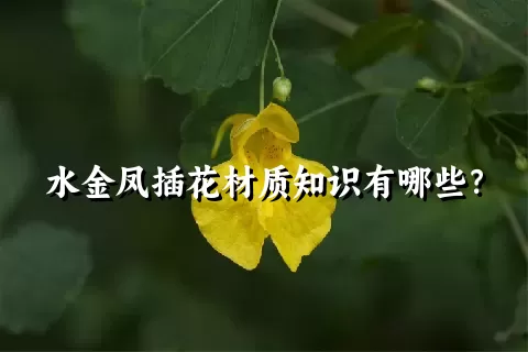水金凤插花材质知识有哪些？