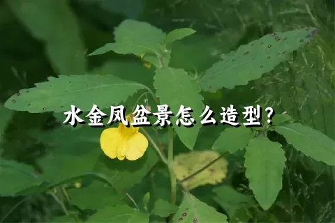 水金凤盆景怎么造型？