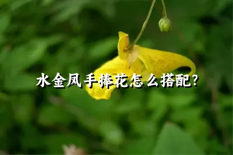 水金凤手捧花怎么搭配？
