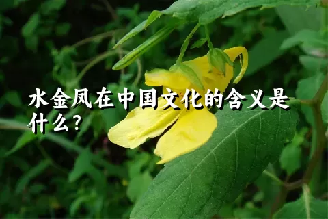 水金凤在中国文化的含义是什么？