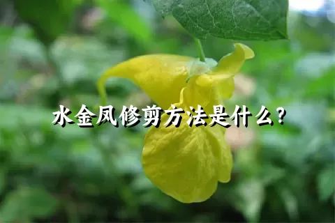 水金凤修剪方法是什么？