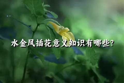 水金凤插花意义知识有哪些？