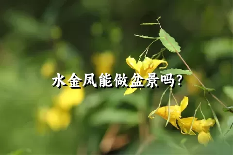 水金凤能做盆景吗？