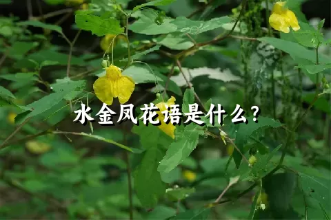 水金凤花语是什么？