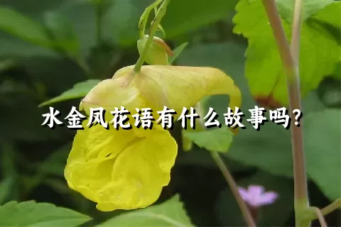 水金凤花语有什么故事吗？