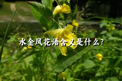 水金凤花语含义是什么？