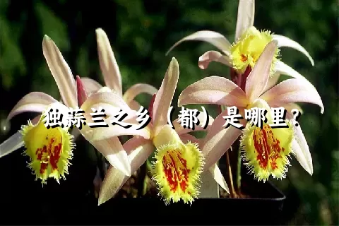 独蒜兰之乡（都）是哪里？
