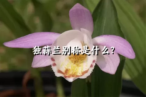 独蒜兰别称是什么？