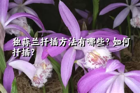 独蒜兰扦插方法有哪些？如何扦插？