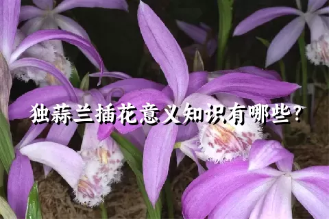 独蒜兰插花意义知识有哪些？