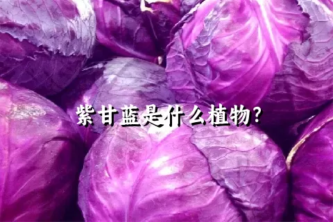 紫甘蓝是什么植物？