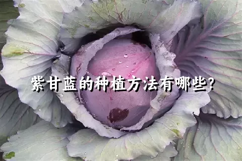 紫甘蓝的种植方法有哪些？