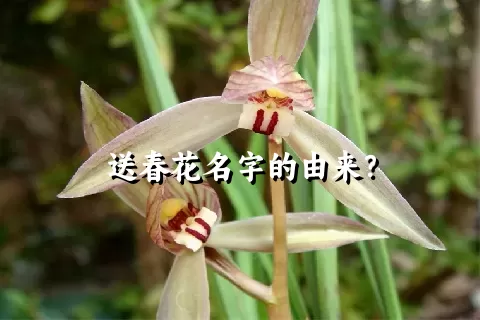送春花名字的由来？