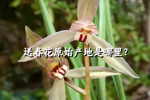 送春花原始产地是哪里？