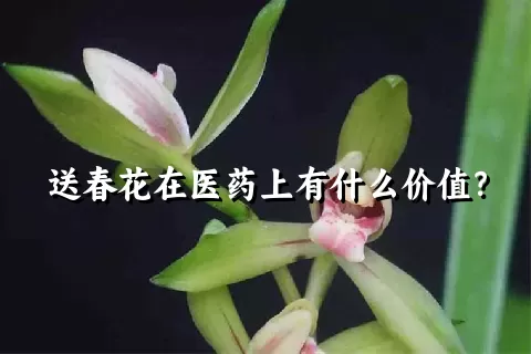 送春花在医药上有什么价值？