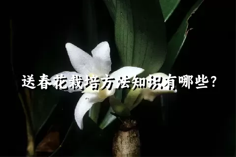 送春花栽培方法知识有哪些？
