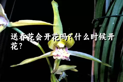 送春花会开花吗？什么时候开花？
