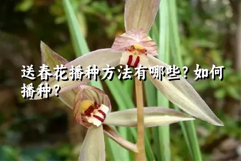 送春花播种方法有哪些？如何播种？