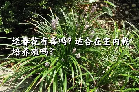 送春花有毒吗？适合在室内栽培养殖吗？