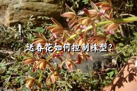 送春花如何控制株型？