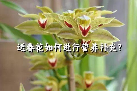 送春花如何进行营养补充？