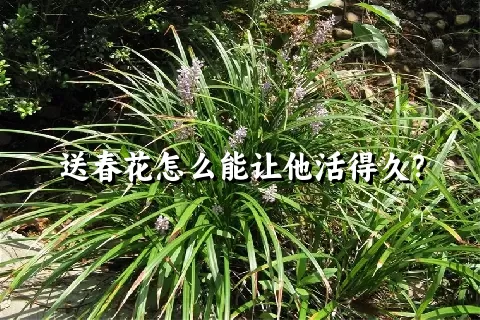 送春花怎么能让他活得久？