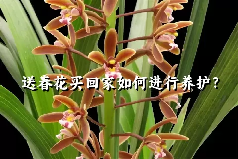 送春花买回家如何进行养护？