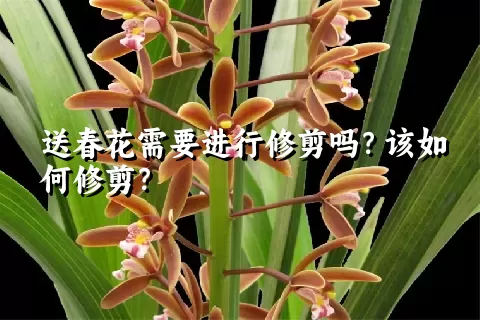 送春花需要进行修剪吗？该如何修剪？