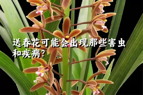 送春花可能会出现那些害虫和疾病？