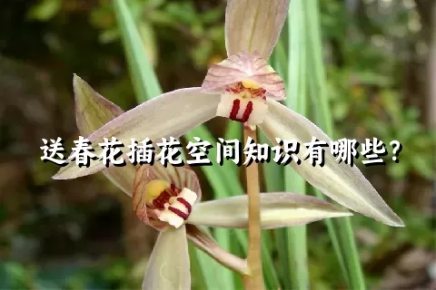 送春花插花空间知识有哪些？